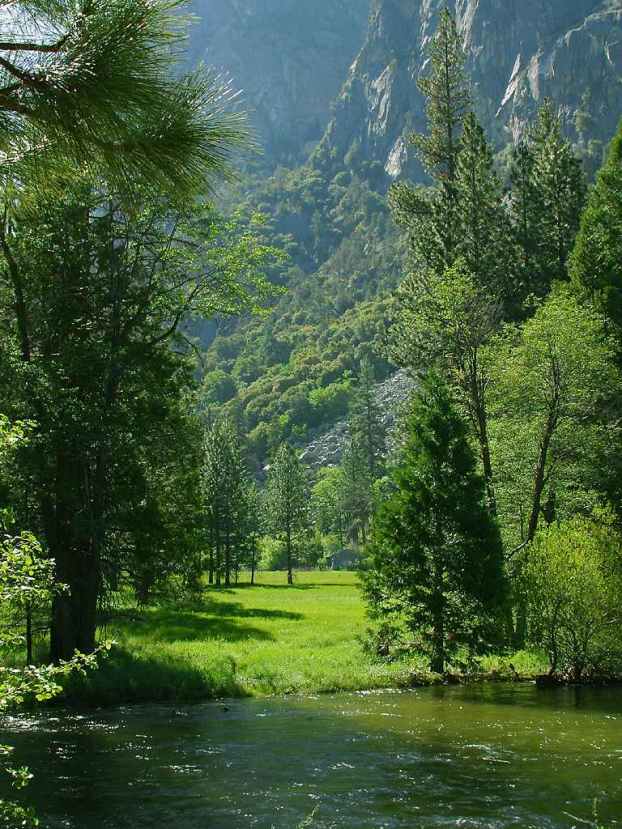 immagine di un bosco