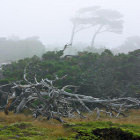 Alberi piegati dal vento